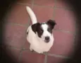 Copel