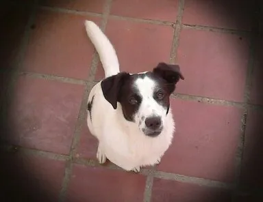 Cachorro ra a vira lata idade 1 ano nome Copel