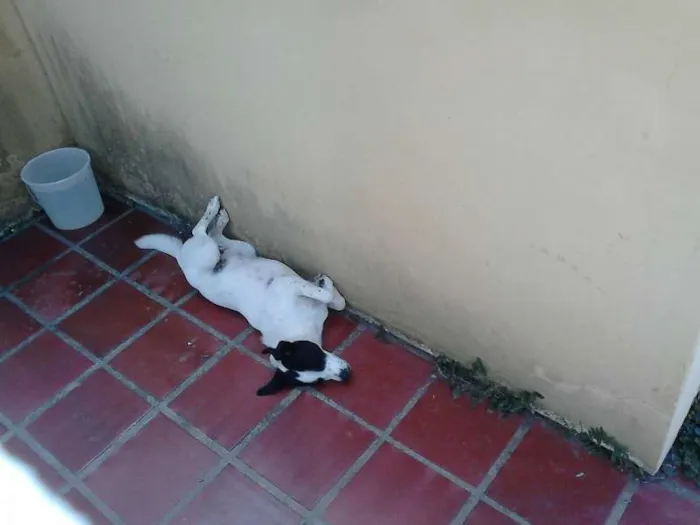 Cachorro ra a vira lata idade 1 ano nome Copel