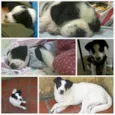 Copel