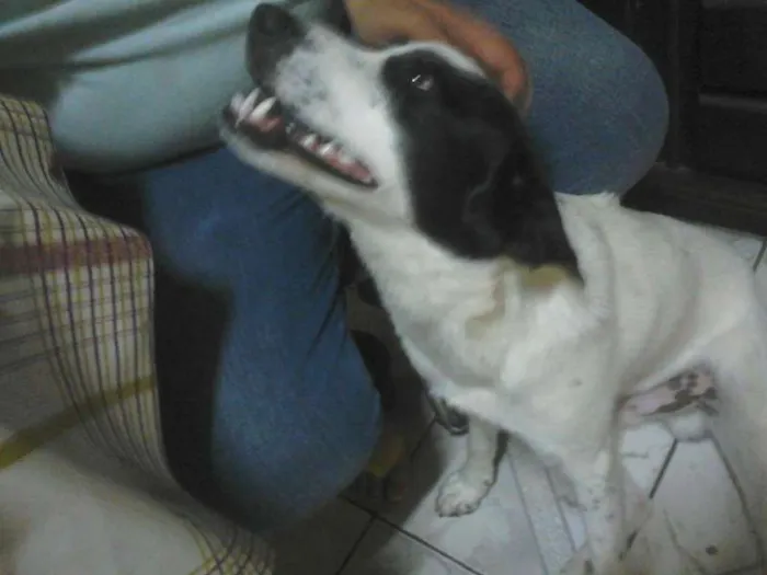 Cachorro ra a vira lata idade 1 ano nome Copel