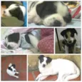 Copel