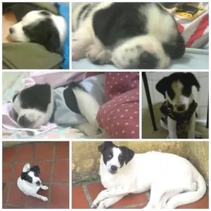 Cachorro raça vira lata idade 1 ano nome Copel