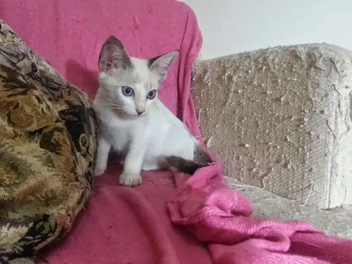 Gato ra a srd idade 2 a 6 meses nome Maltine
