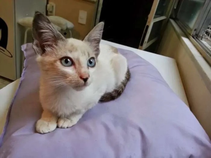 Gato ra a srd idade 2 a 6 meses nome Maltine