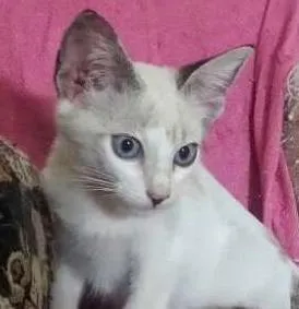 Gato raça srd idade 2 a 6 meses nome Maltine