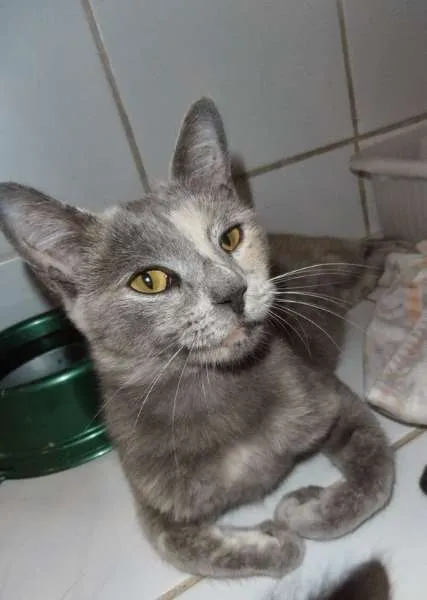Gato ra a srd idade 1 ano nome Godiva