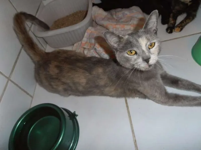 Gato ra a srd idade 1 ano nome Godiva
