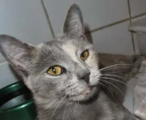 Gato raça srd idade 1 ano nome Godiva