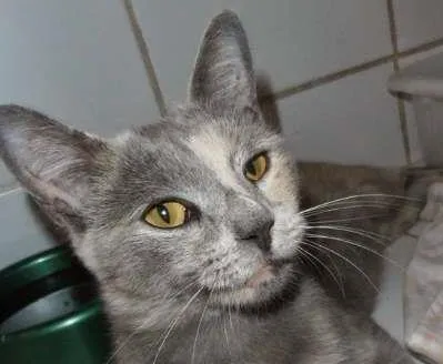 Gato ra a srd idade 1 ano nome Godiva