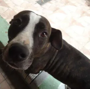 Cachorro raça Pit-Bull idade 4 anos nome rhana