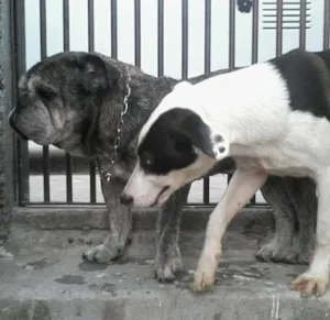 Cachorro raça mestiço idade 7 a 11 meses nome iron