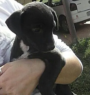 Cachorro ra a SRD idade Abaixo de 2 meses nome s/nome