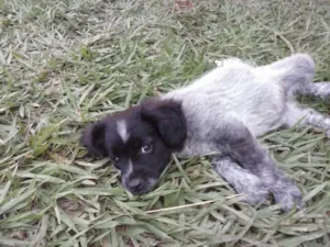 Cachorro raça SRD idade Abaixo de 2 meses nome s/nome