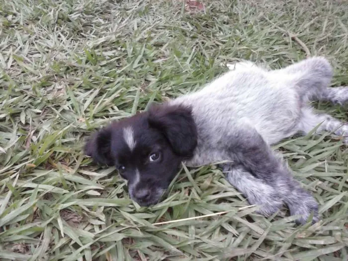 Cachorro ra a SRD idade Abaixo de 2 meses nome s/nome