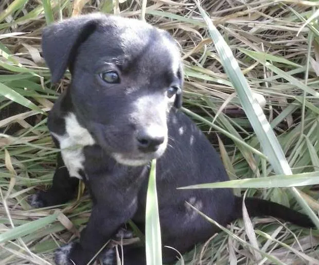 Cachorro ra a SRD idade Abaixo de 2 meses nome s/nome