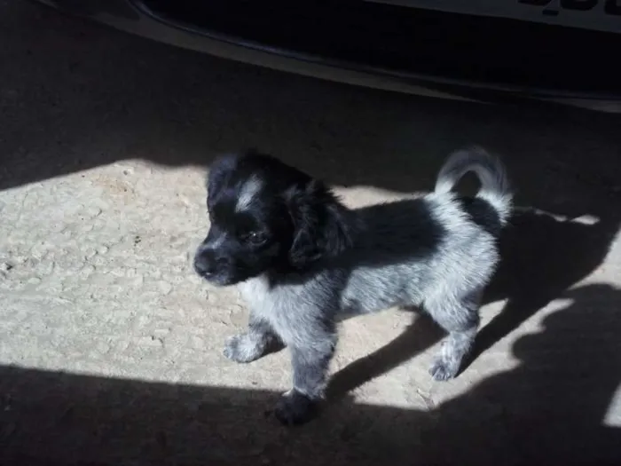 Cachorro ra a SRD idade Abaixo de 2 meses nome s/nome