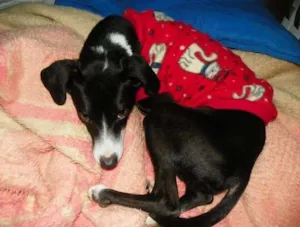 Cachorro raça SRD idade 2 anos nome Black