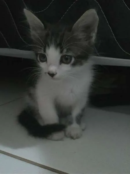 Gato ra a  idade 2 a 6 meses nome Aladar e Sushi