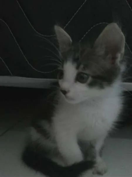 Gato ra a  idade 2 a 6 meses nome Aladar e Sushi