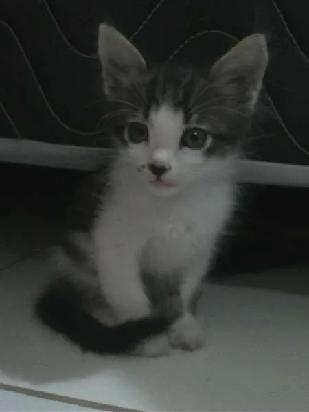 Gato ra a  idade 2 a 6 meses nome Aladar e Sushi