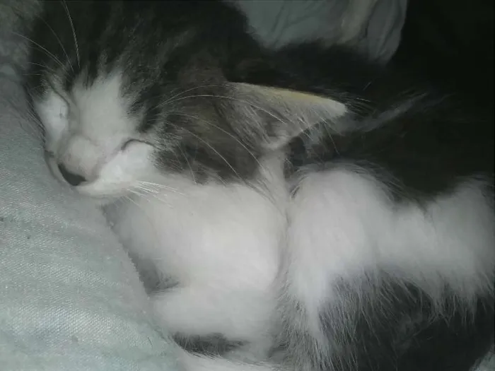 Gato ra a  idade 2 a 6 meses nome Aladar e Sushi