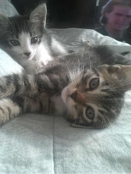 Gato ra a  idade 2 a 6 meses nome Aladar e Sushi