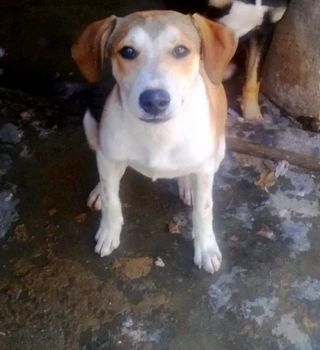 Cachorro ra a Sem raça definida idade 2 a 6 meses nome Sem nome