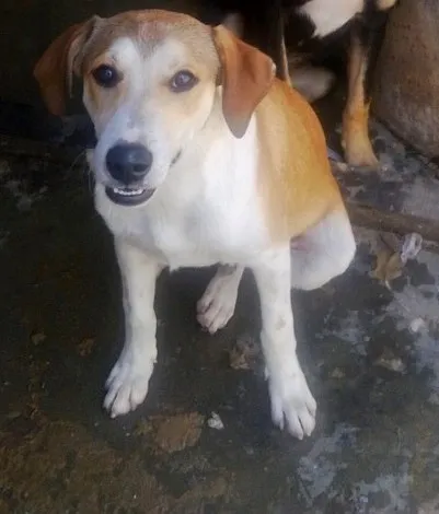 Cachorro ra a Sem raça definida idade 2 a 6 meses nome Sem nome