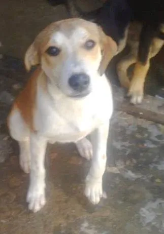 Cachorro ra a Sem raça definida idade 2 a 6 meses nome Sem nome