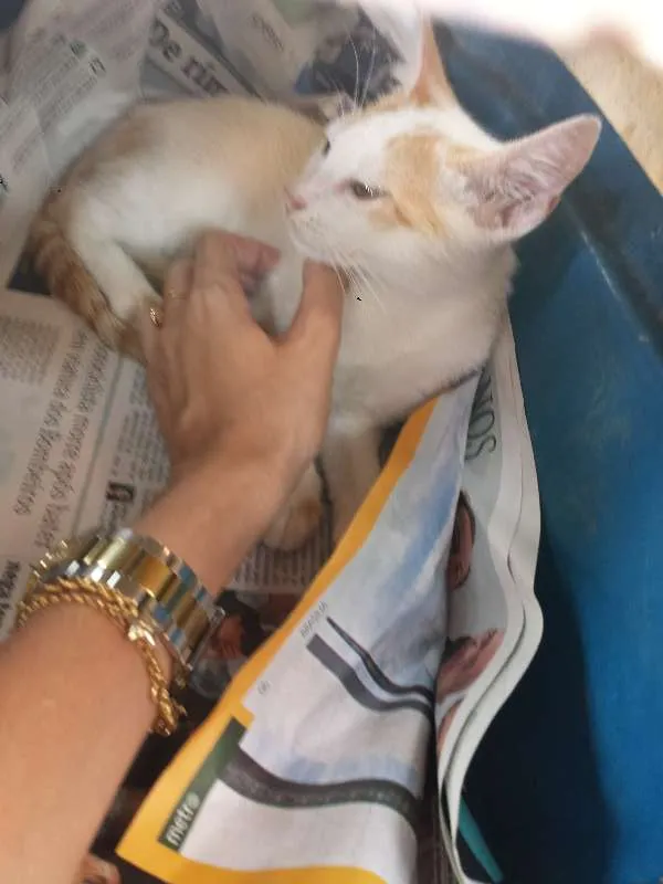 Gato ra a pelo curto idade Abaixo de 2 meses nome Tony