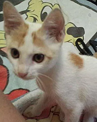 Gato ra a pelo curto idade Abaixo de 2 meses nome Tony