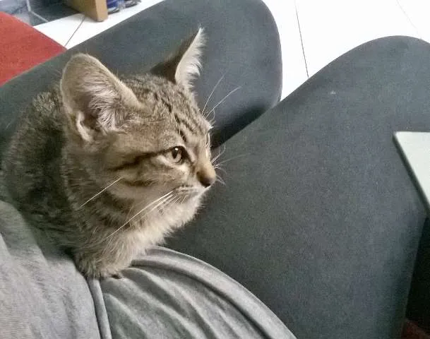 Gato ra a indefinida idade 2 a 6 meses nome Tom