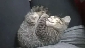 Gato raça indefinida idade 2 a 6 meses nome Tom