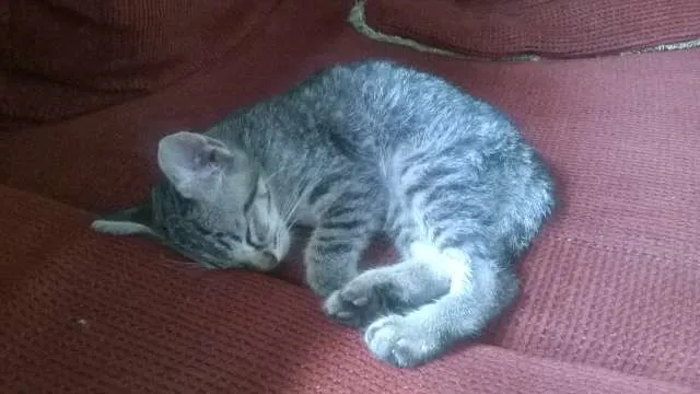 Gato ra a indefinida idade 2 a 6 meses nome Tom