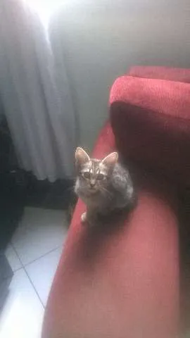 Gato ra a indefinida idade 2 a 6 meses nome Tom
