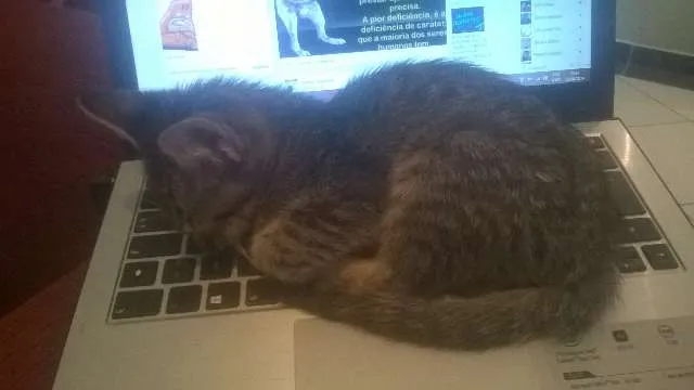 Gato ra a indefinida idade 2 a 6 meses nome Tom