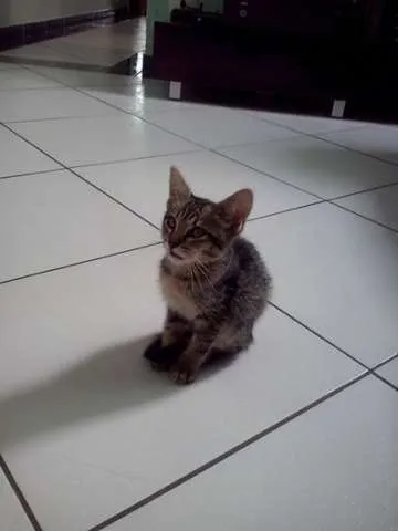 Gato ra a indefinida idade 2 a 6 meses nome Tom