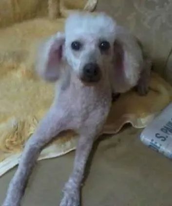 Cachorro ra a Poodle idade 2 anos nome Laika