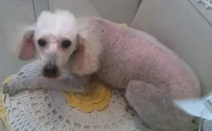 Cachorro raça Poodle idade 2 anos nome Laika