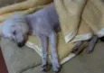 Laika