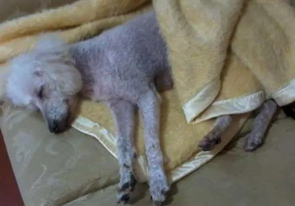 Cachorro ra a Poodle idade 2 anos nome Laika