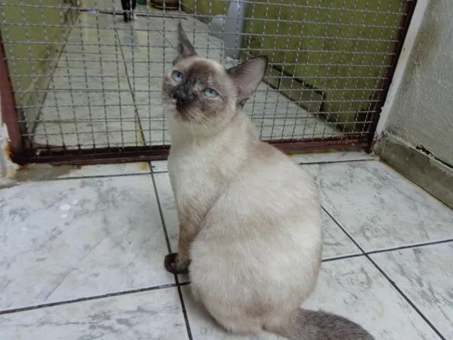 Gato ra a SRD idade 7 a 11 meses nome Keith