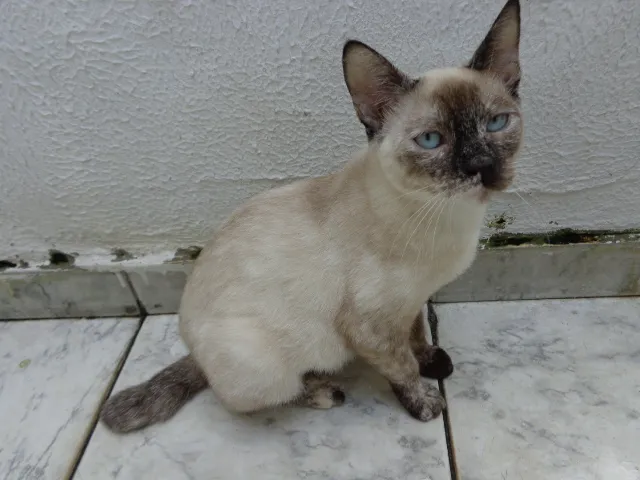 Gato ra a SRD idade 7 a 11 meses nome Keith