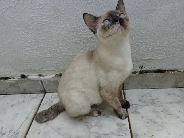 Gato ra a SRD idade 7 a 11 meses nome Keith