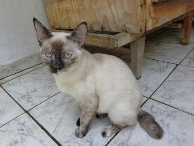 Gato ra a SRD idade 7 a 11 meses nome Keith