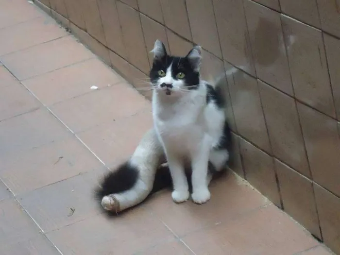 Gato ra a SRD idade 2 a 6 meses nome Loren