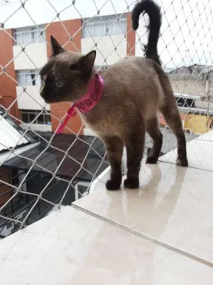 Gato raça SRD idade 7 a 11 meses nome Aisha