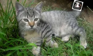 Gato raça SRD idade 2 a 6 meses nome Sammy