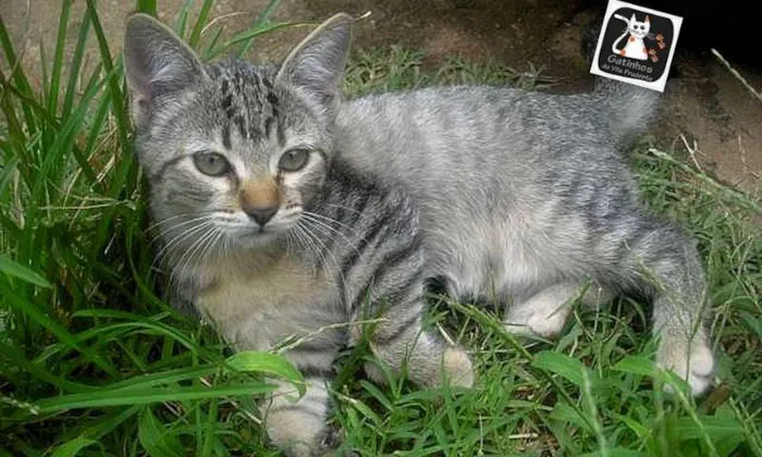 Gato ra a SRD idade 2 a 6 meses nome Sammy